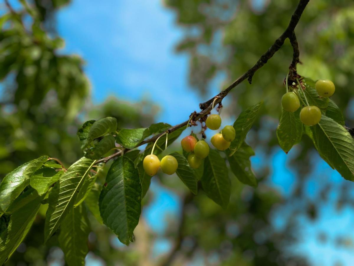 Green Oasis Garden Šenčur Dış mekan fotoğraf