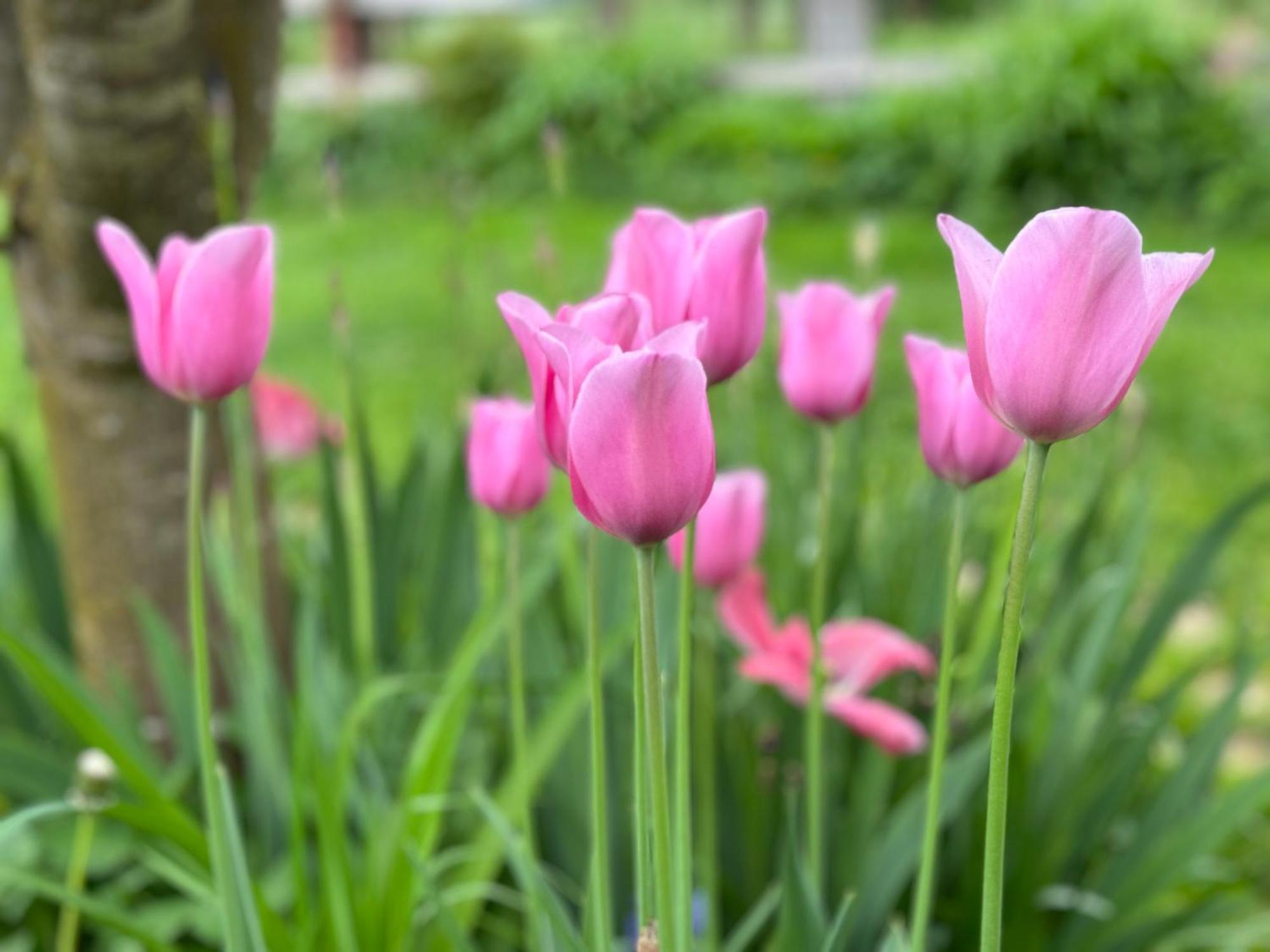 Green Oasis Garden Šenčur Dış mekan fotoğraf
